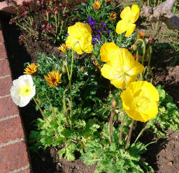 Yellow flowers