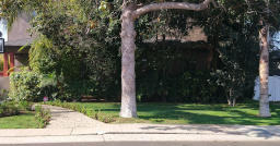 Shaded Hedge