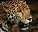 Jaguar Portrait