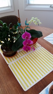 Orchid, 50cm