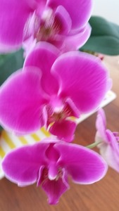 Orchid, 10cm (A)