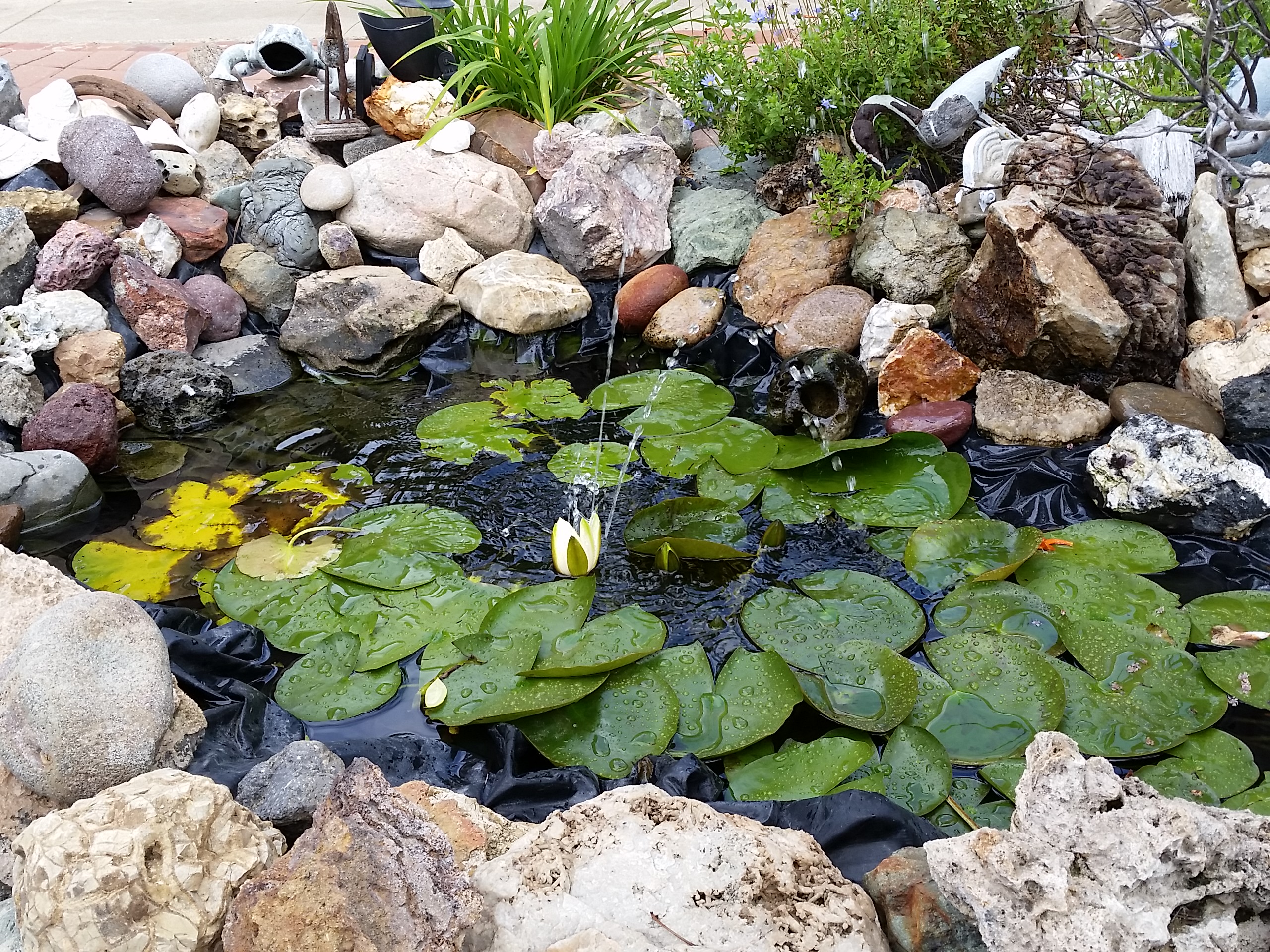 Pond, 13k lux